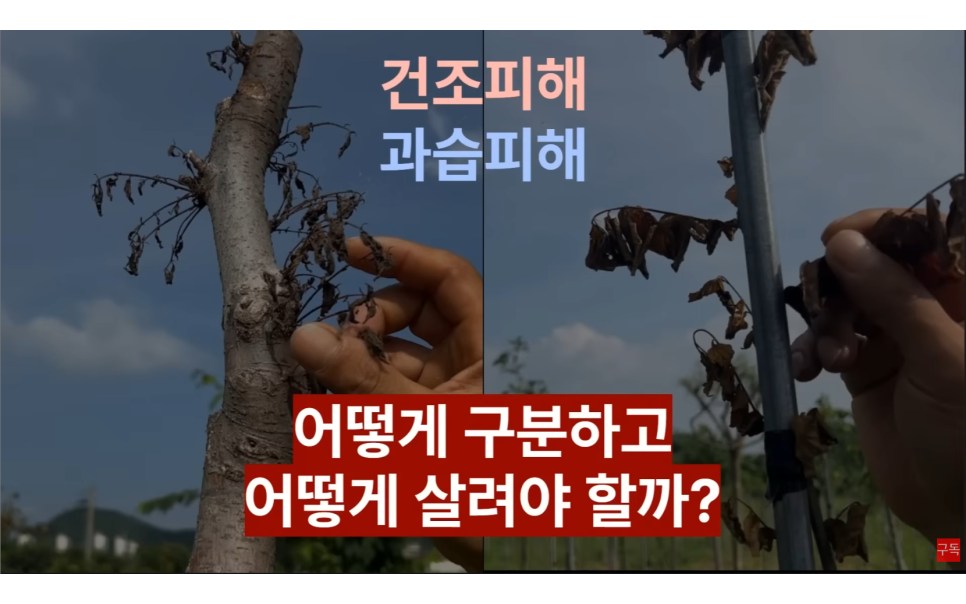 장마 이후 수목 고사, 건조 피해와 과습 피해를 구분하는 진단 기준