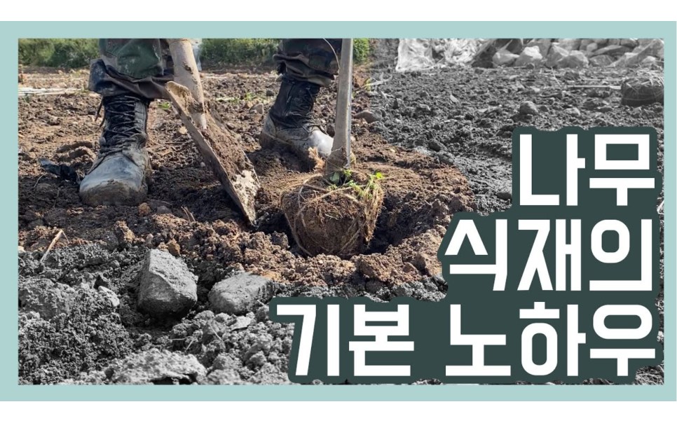 조경수 이식, 활착률을 가르는 3가지 공정 기준