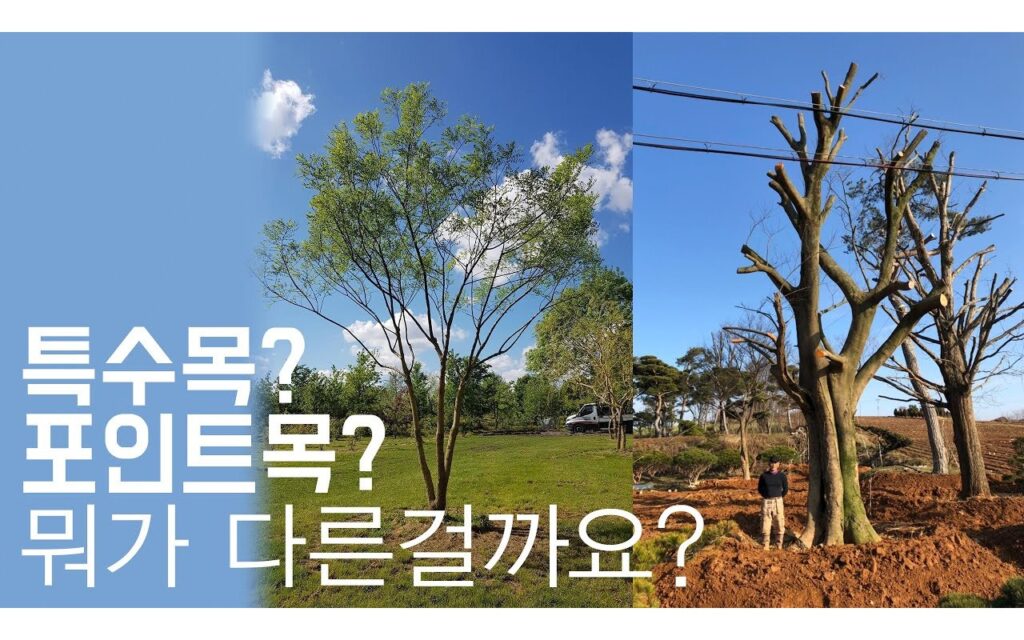수요자별 수형 기준, 같은 나무가 다르게 평가되는 이유