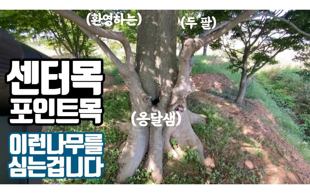 상업 공간 포인트목, 수종보다 먼저 확인할 조건