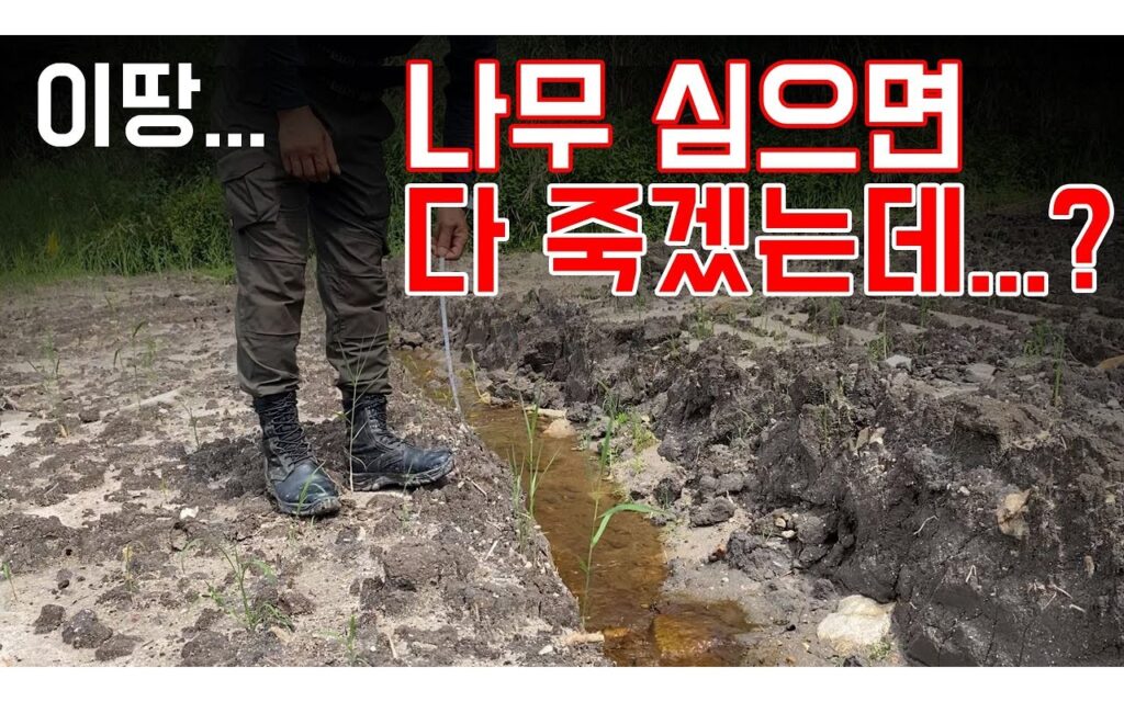 조경수 재배지 배수 설계, 목표 규격에서 역산한다