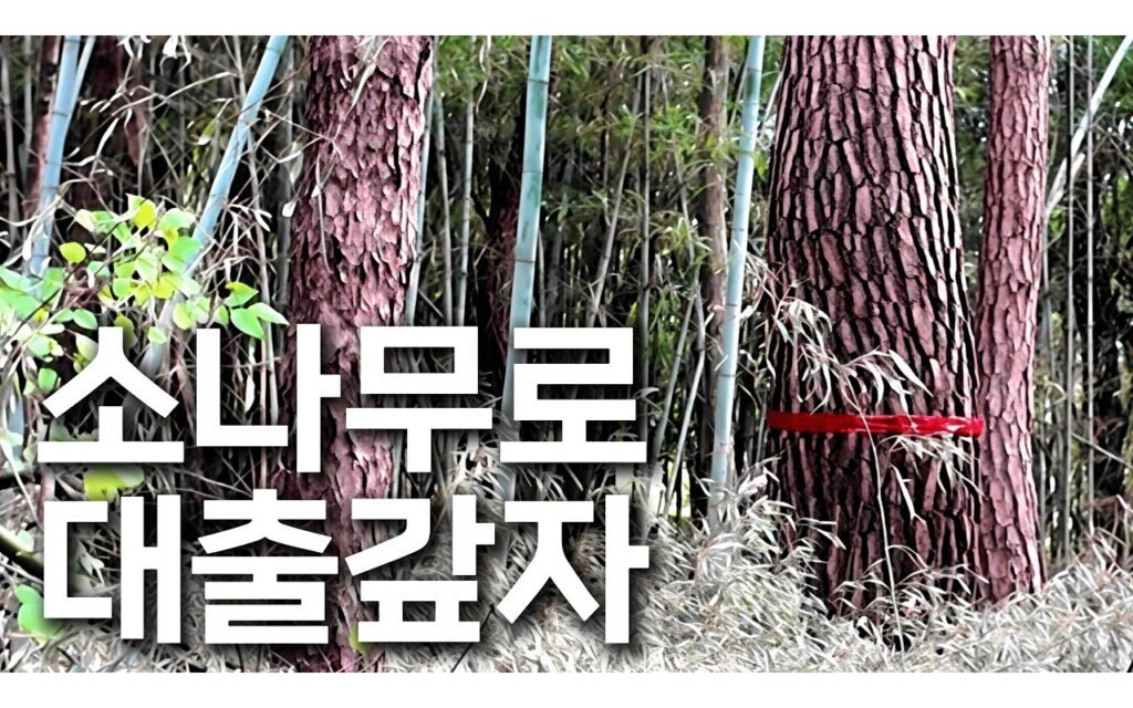임야 임목의 조경수 전환, 선별에서 확인하는 조건