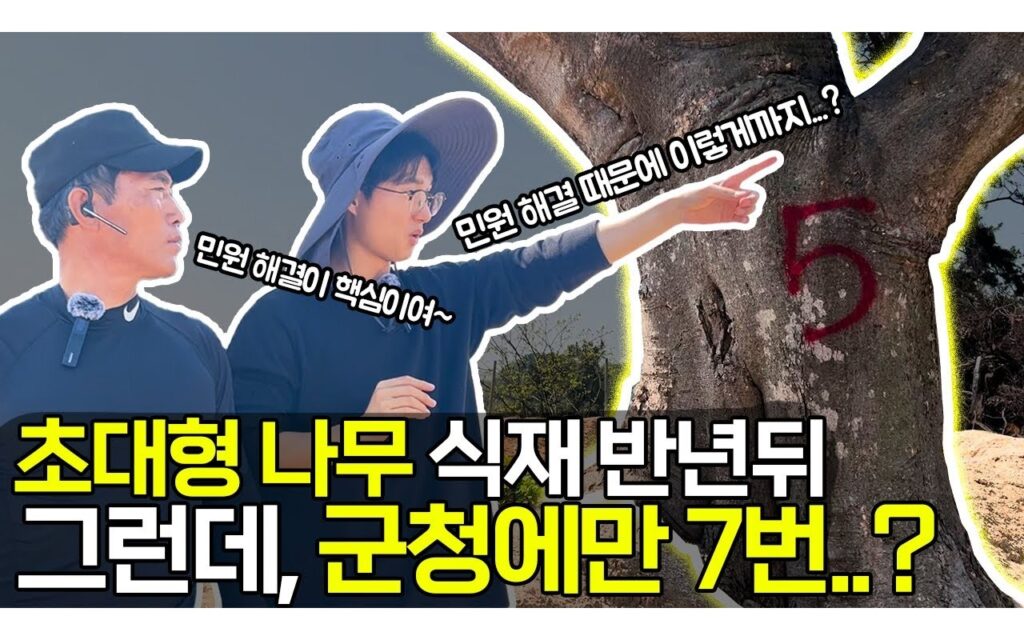 대형목 이식, 착수 전에 확인해야 할 절차와 공정