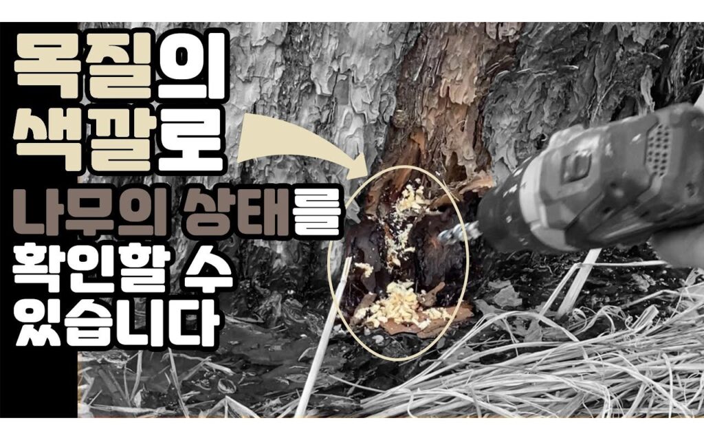 수간주사, 처치 대상과 주입 조건을 먼저 판단한다